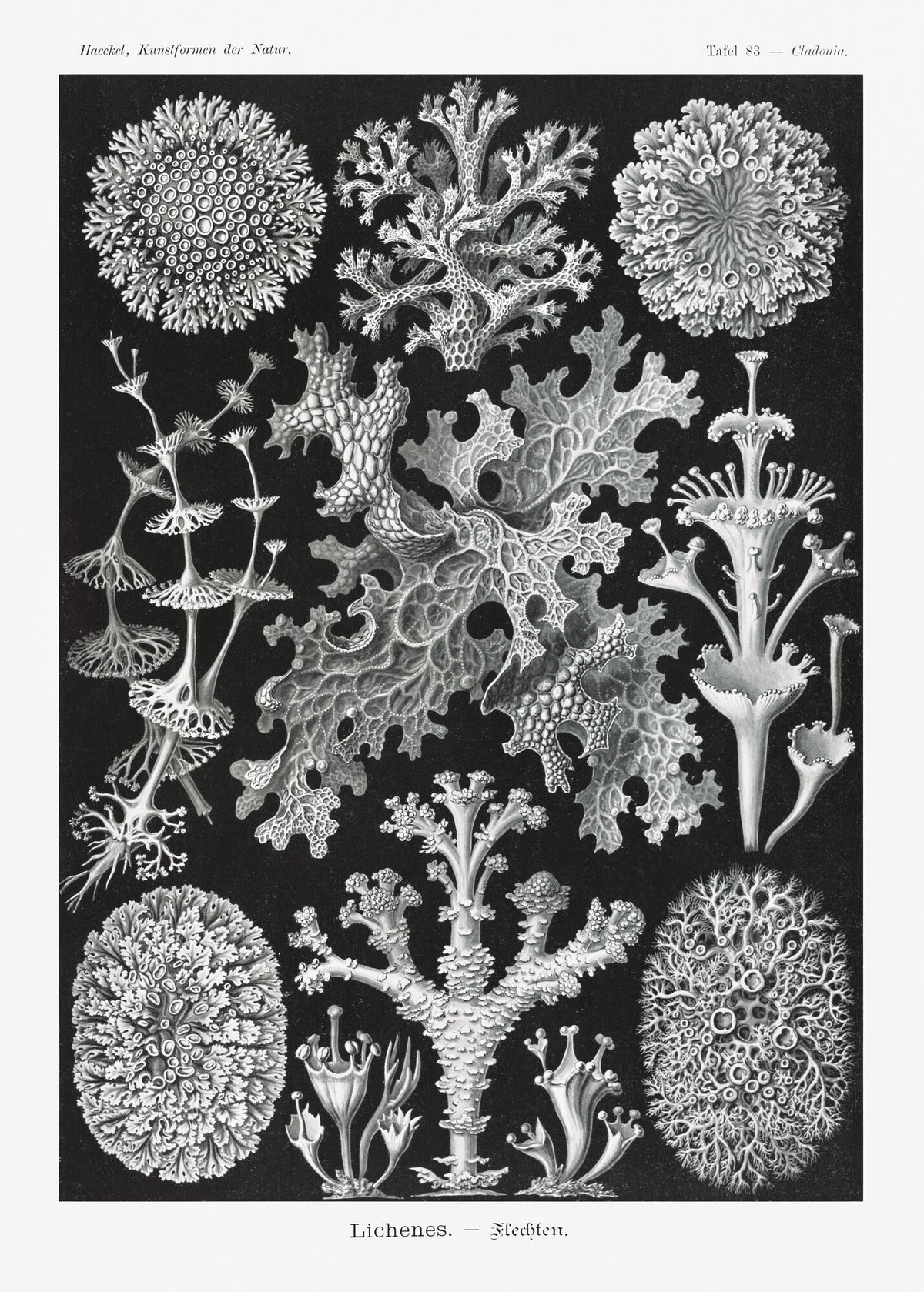 Lichenes-Flechten from Kunstformen der Natur — Ernst Haeckel