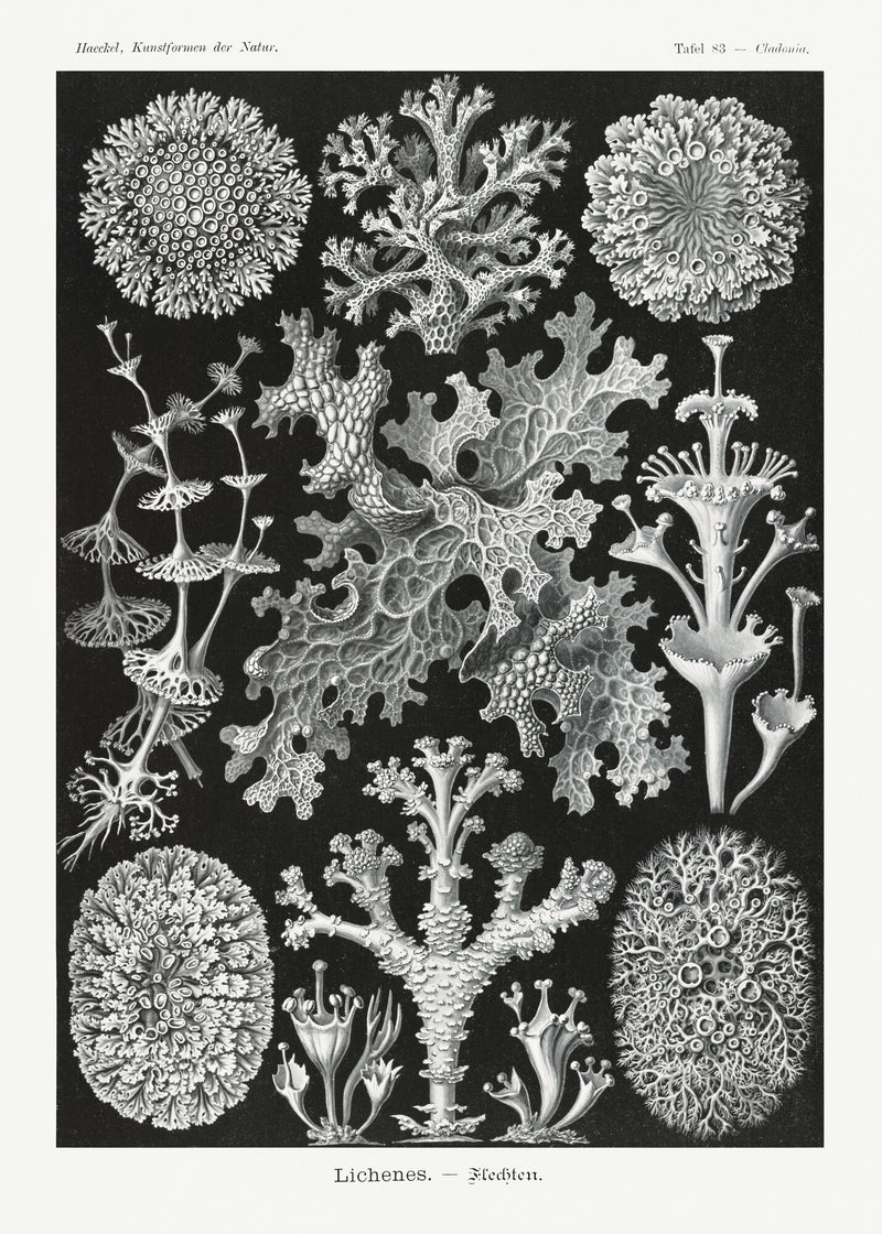Lichenes-Flechten from Kunstformen der Natur — Ernst Haeckel