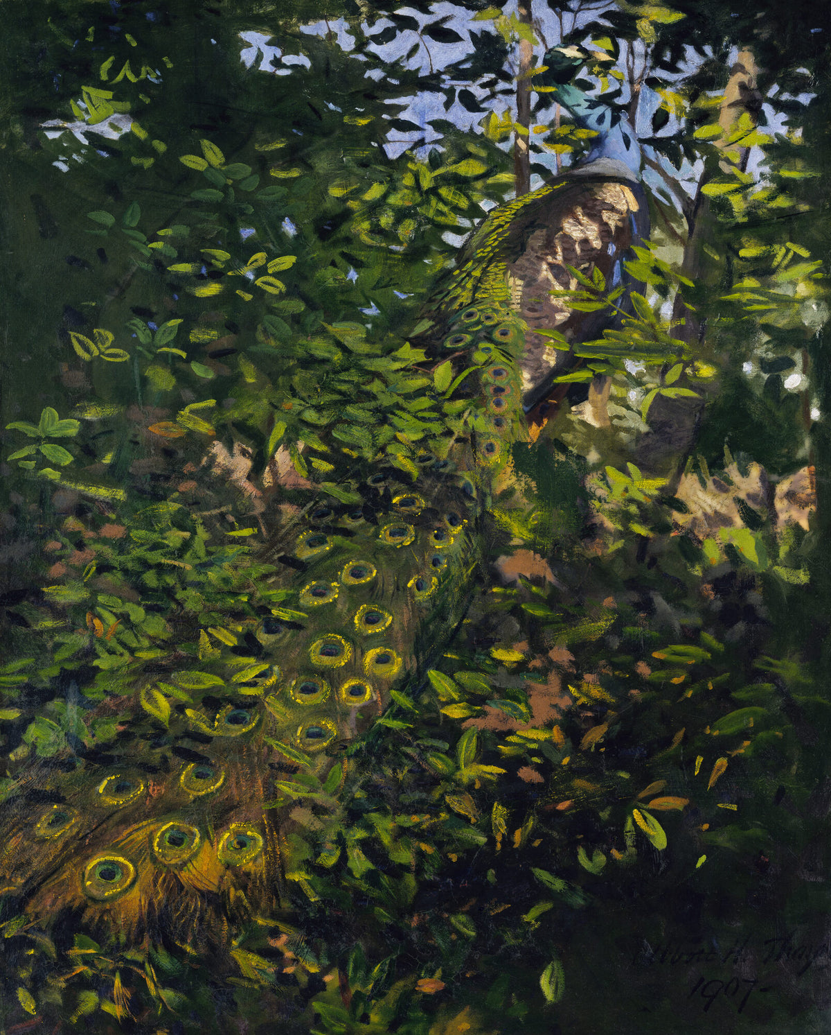 Peacock in the Woods, study for Concealing Coloration in the Animal Kingdom — Abbott Handerson Thayer and Richard S. Meryman