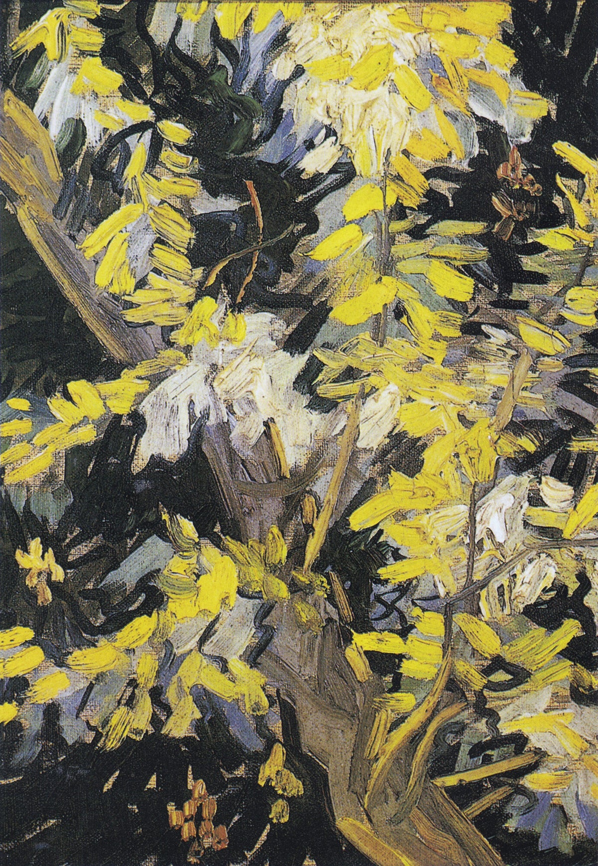 Blossoming Acacia Branches — Vincent van Gogh