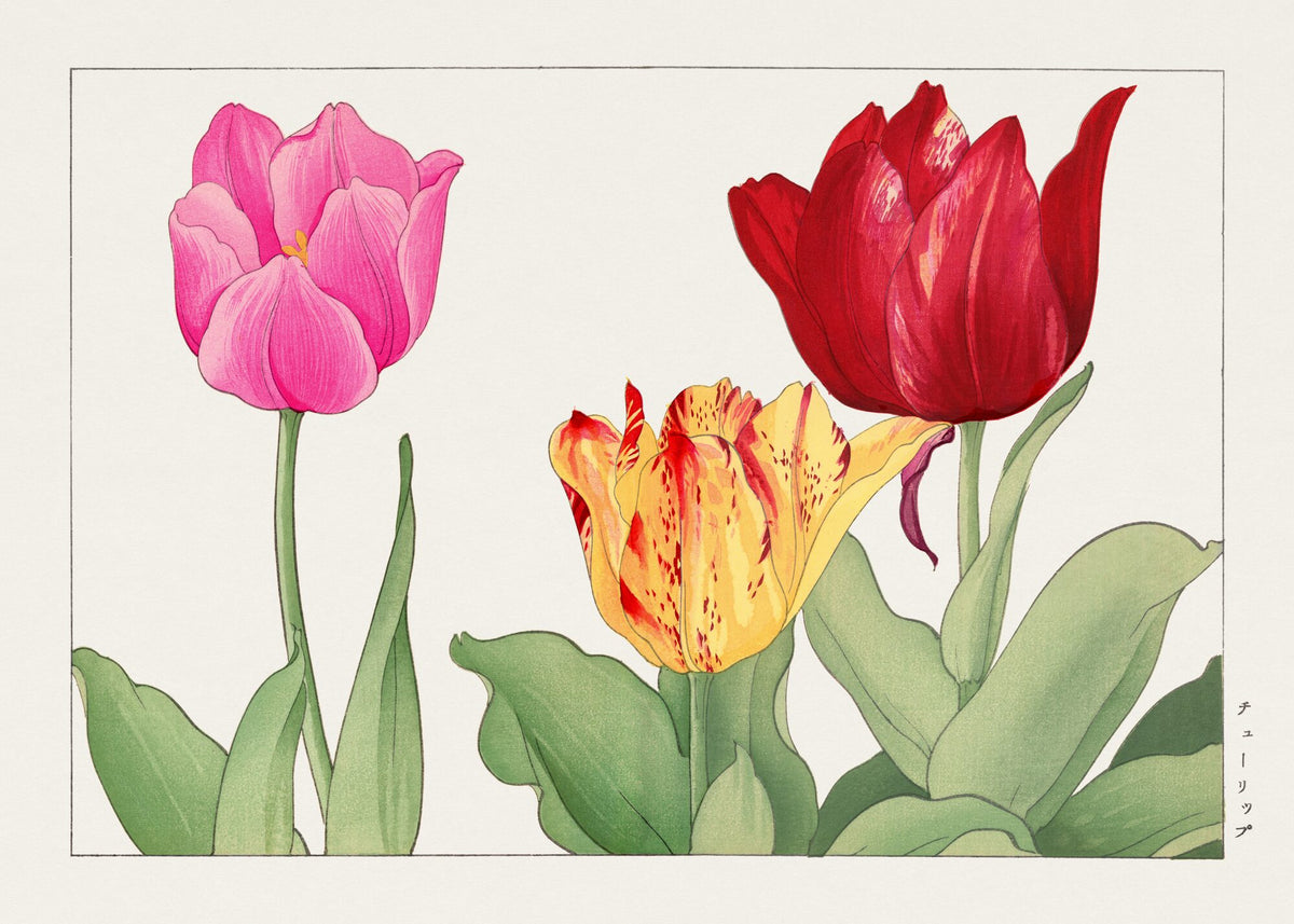 Tulip (red), from Seiyo Soka Zufu — Tanigami Konan
