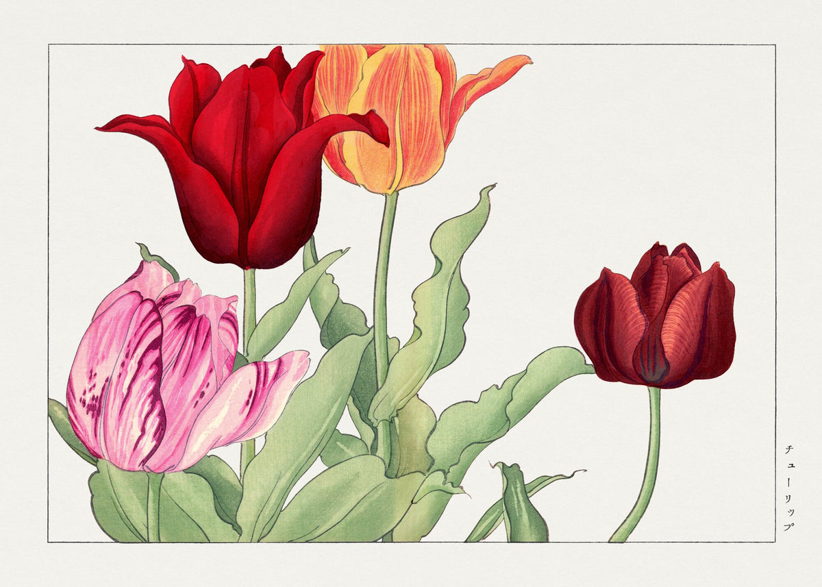 Tulip, from Seiyo Soka Zufu — Tanigami Konan