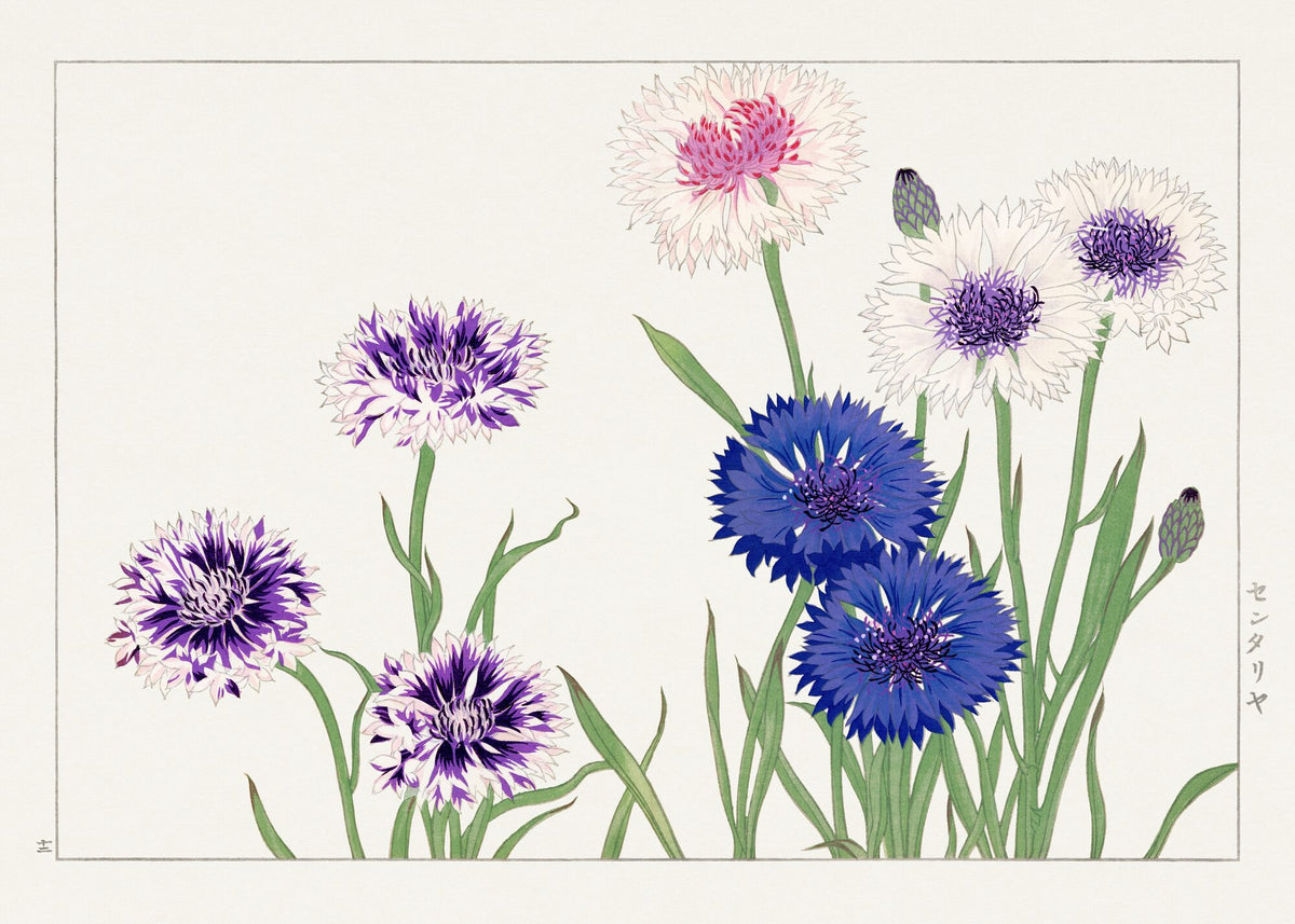 Cornflower, from Seiyo Soka Zufu — Tanigami Konan