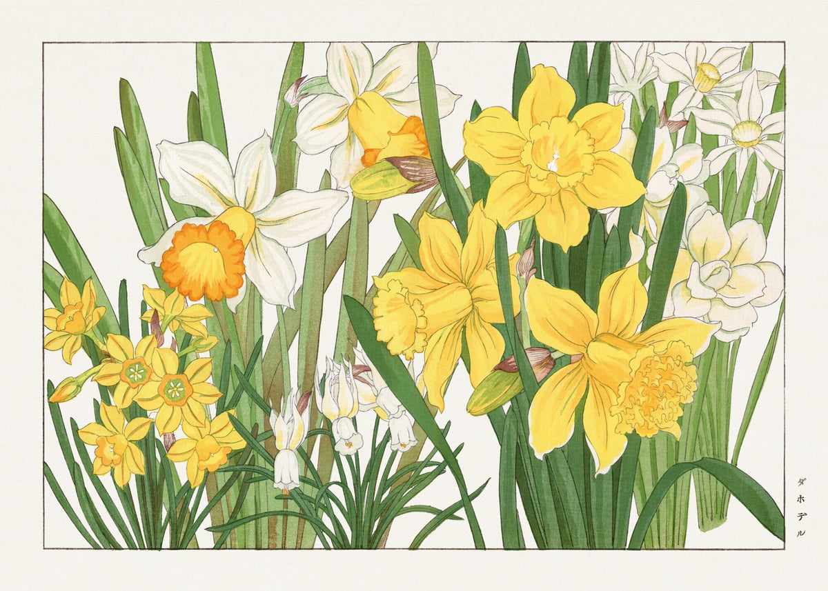 Daffodil, from Seiyo Soka Zufu — Tanigami Konan