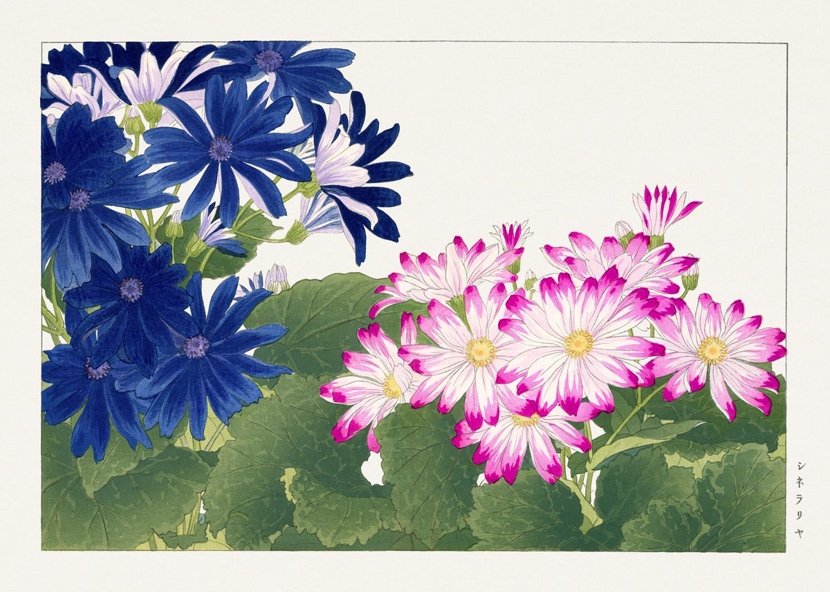 Cineraria (blue), from Seiyo Soka Zufu — Tanigami Konan