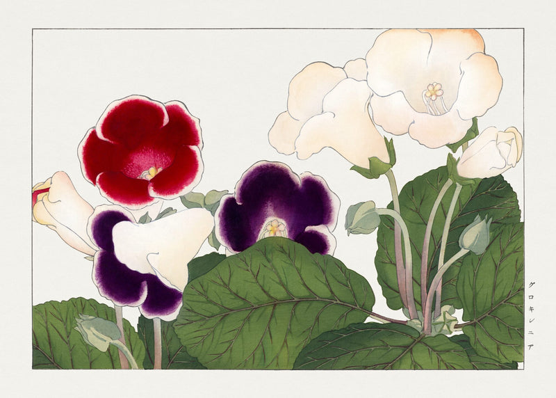Gloxinia flower, from Seiyo Soka Zufu — Tanigami Konan