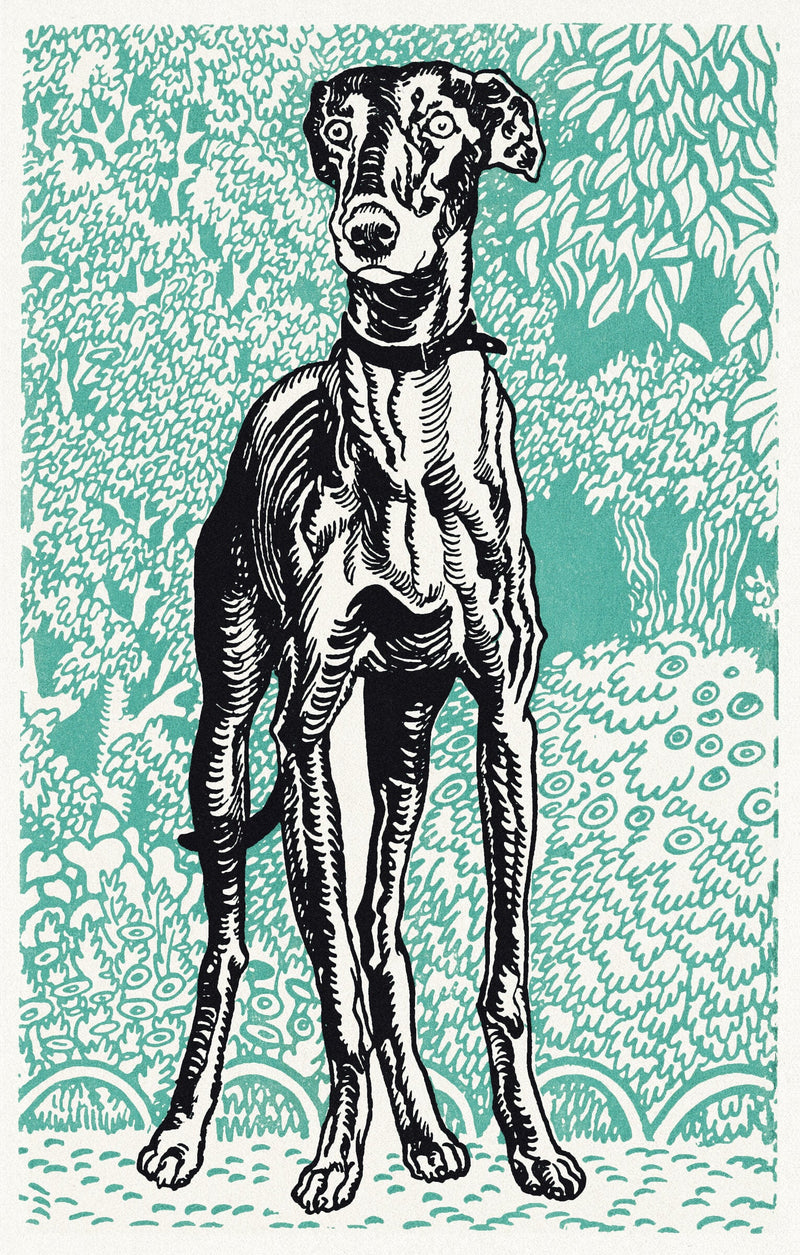 Greyhound — Moriz Jung