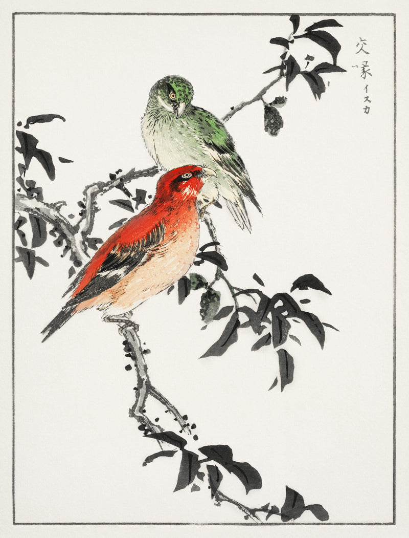 Crossbill illustration — Numata Kashu