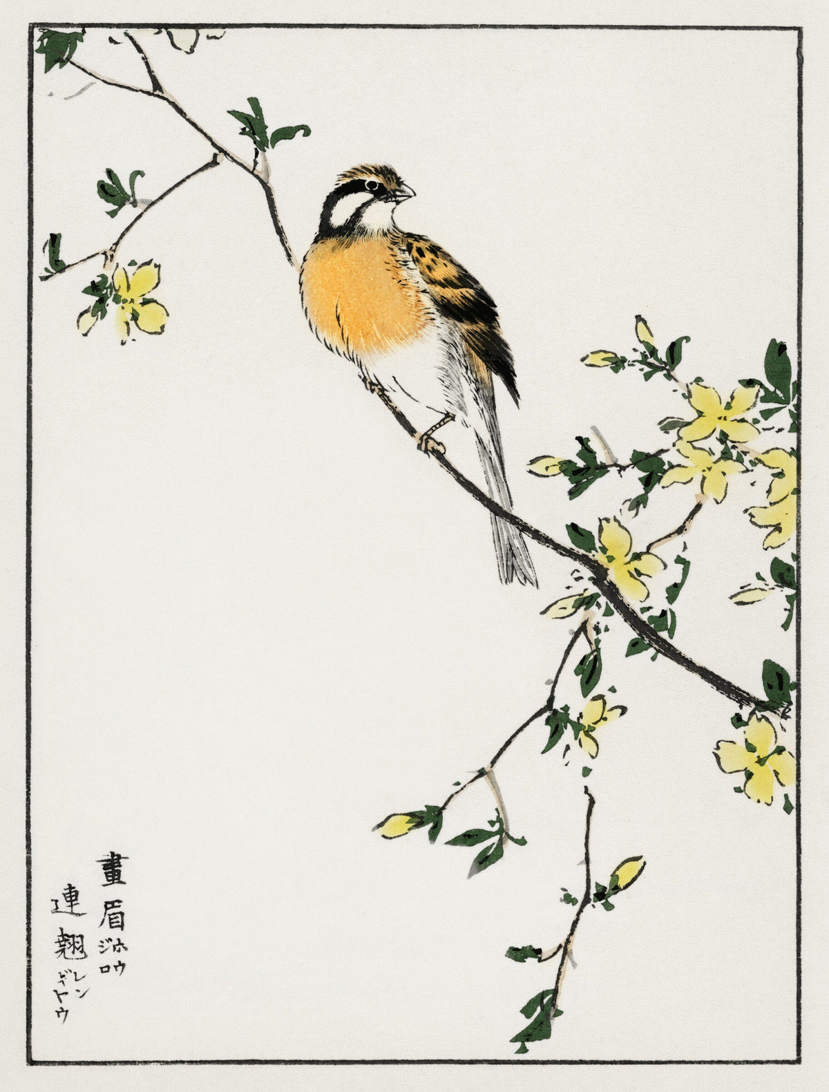 Japanese Meadow Bunting and Golden Ball illustration — Numata Kashu