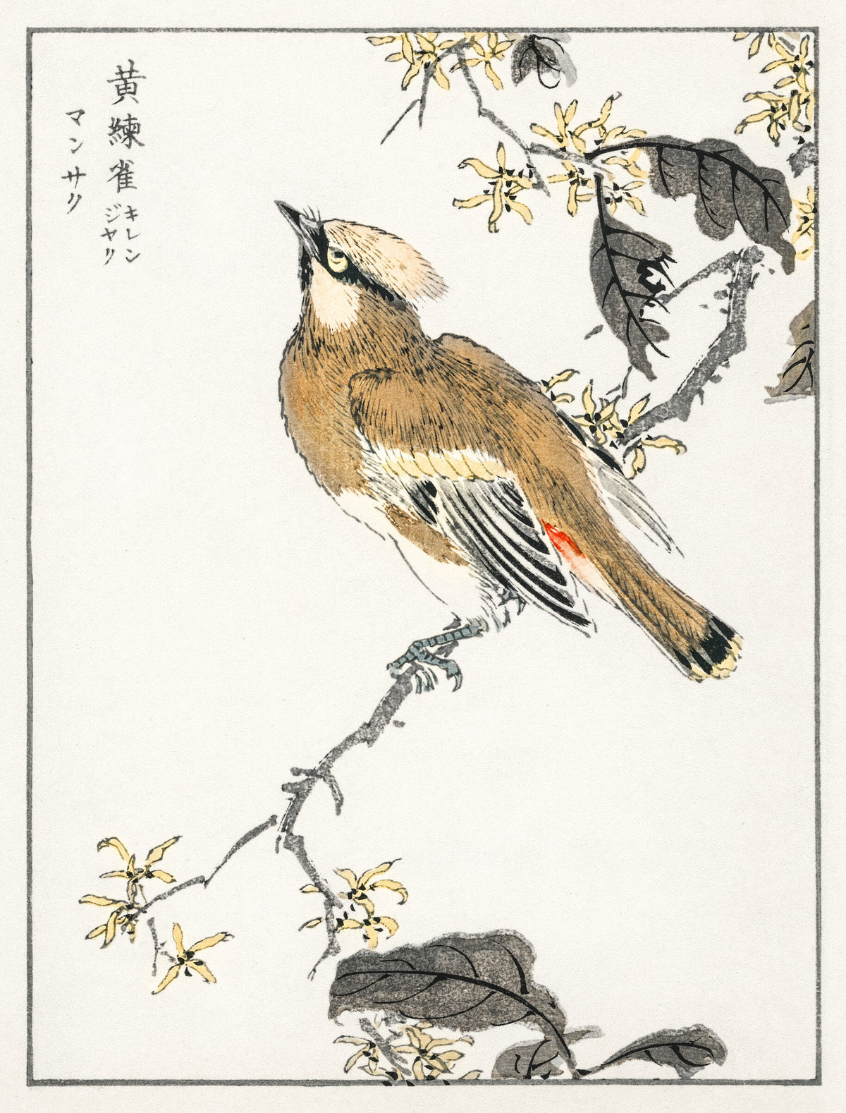 Eastern Waxwing illustration — Numata Kashu
