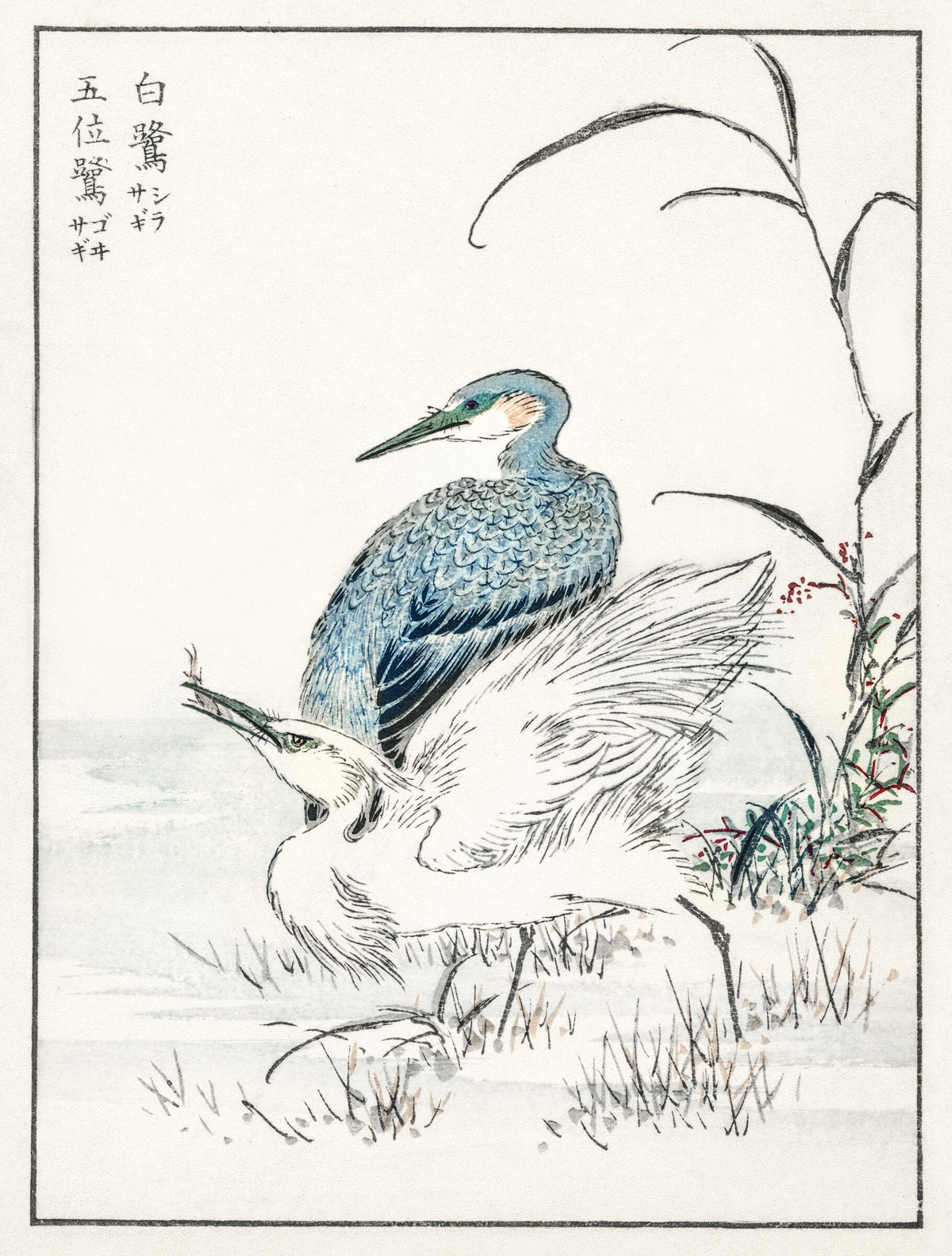 Night Heron and Little Egret illustration — Numata Kashu