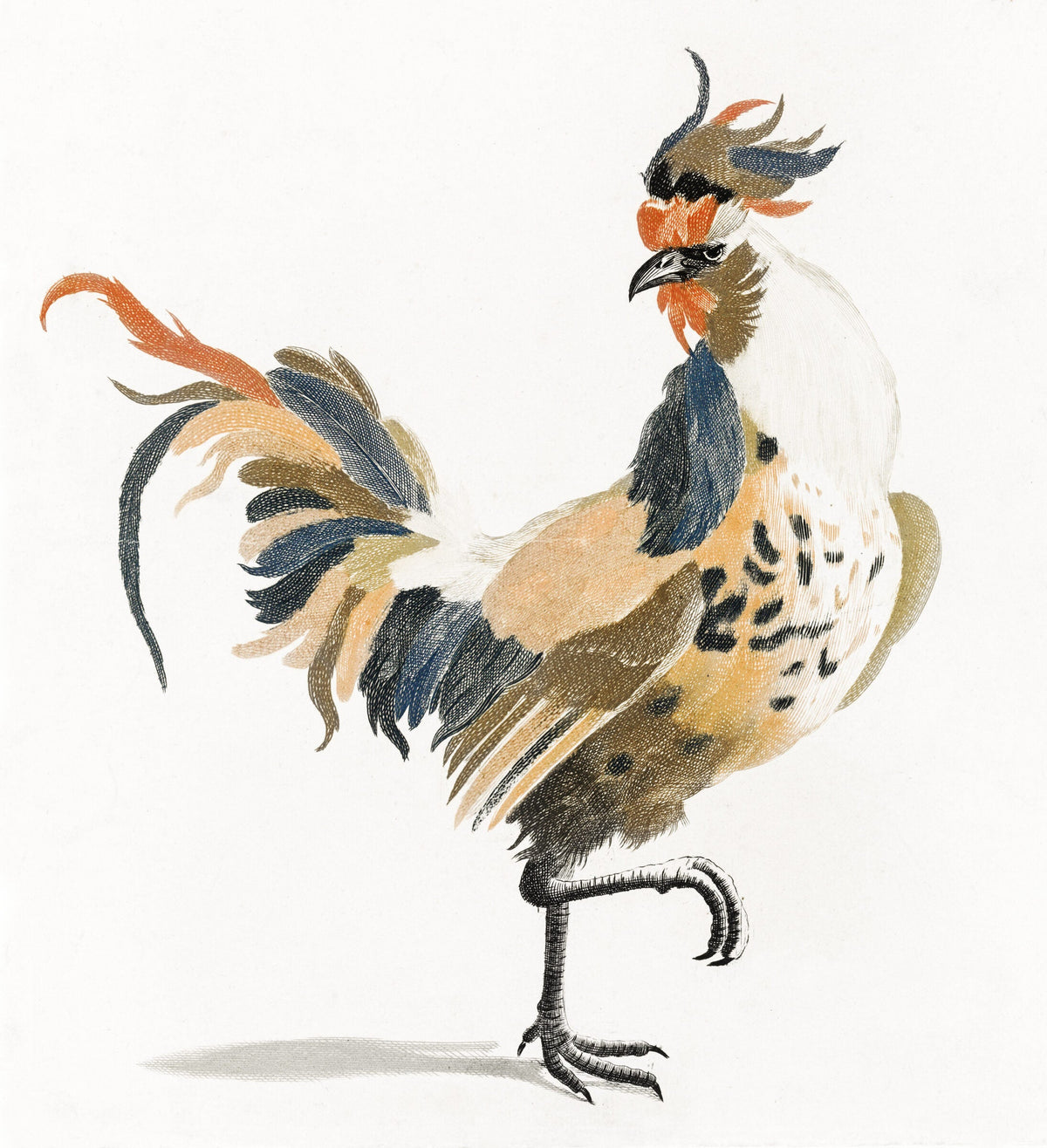 A Cock — Johan Teyler