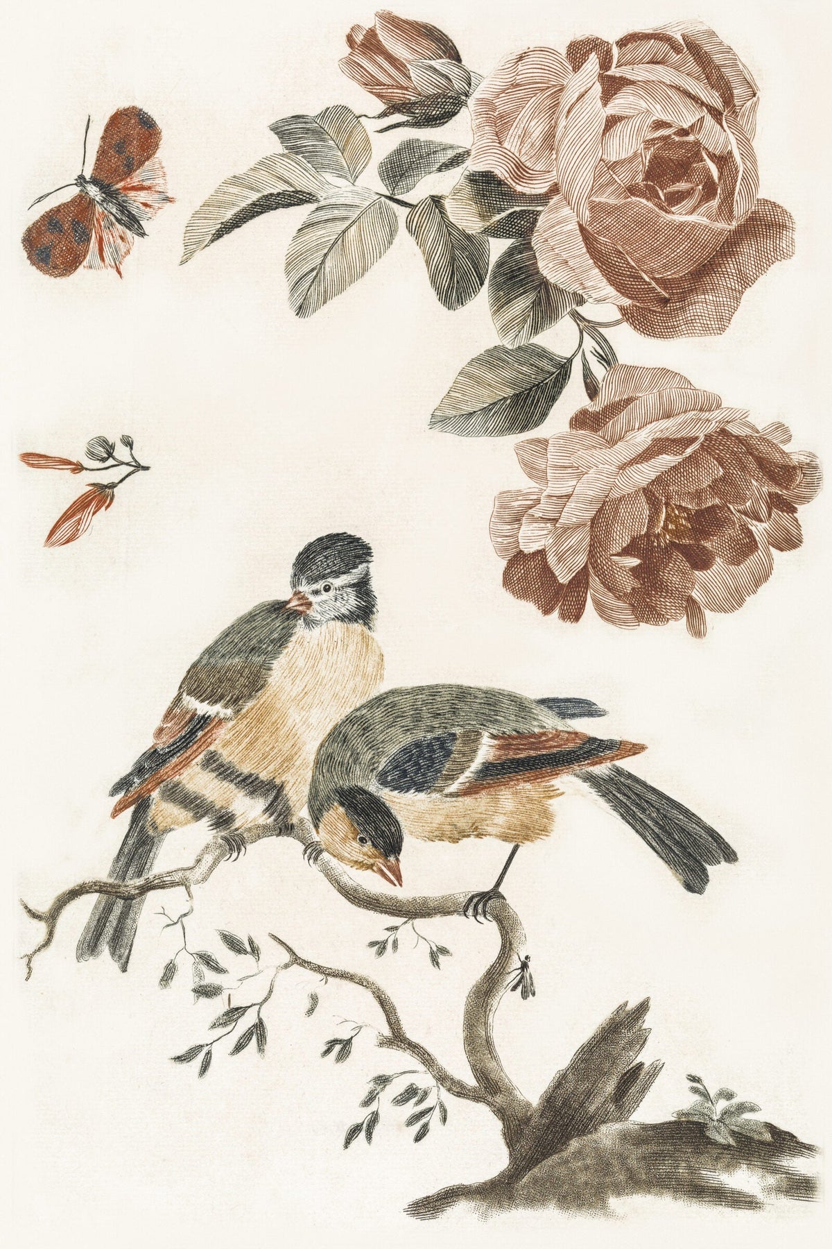 A Blue Tit and a Great Tit — Johan Teyler