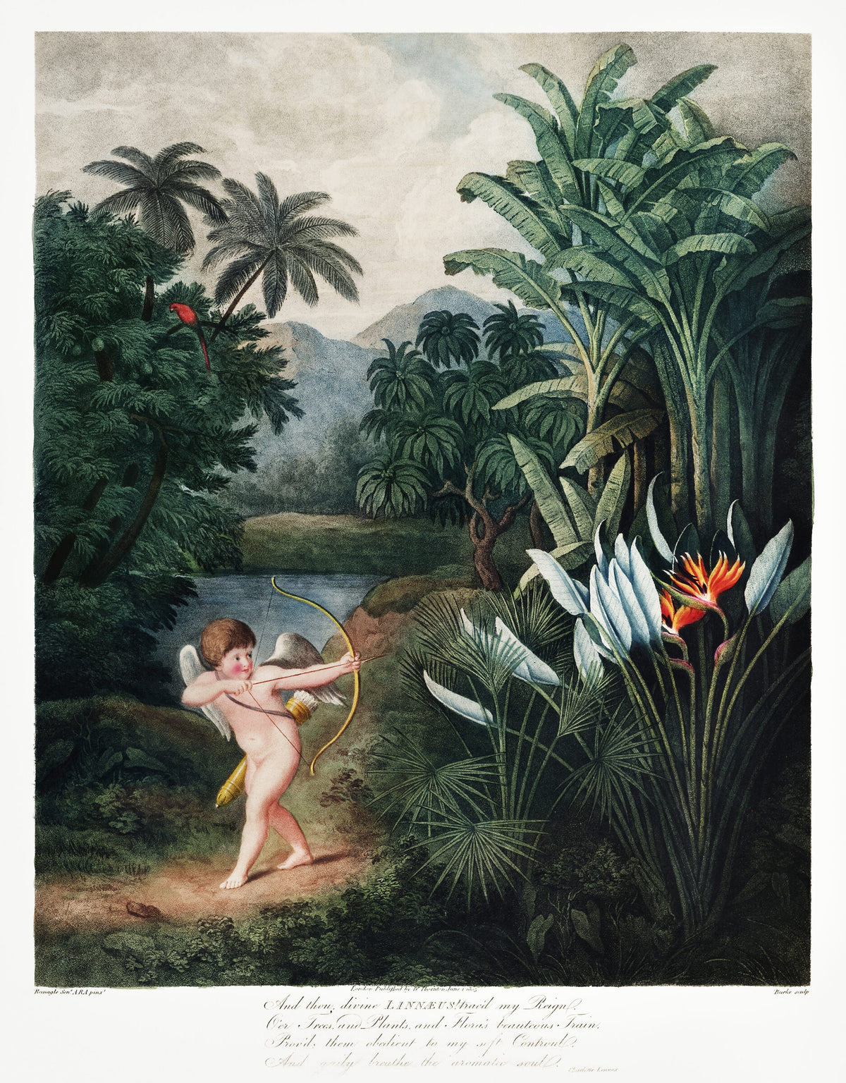 Cupid Inspiring Plants with Love — Robert John Thornton
