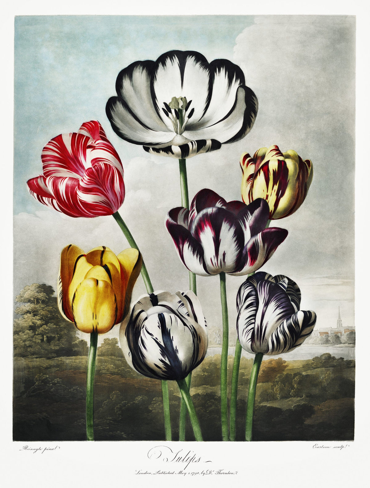 Tulips — Robert John Thornton