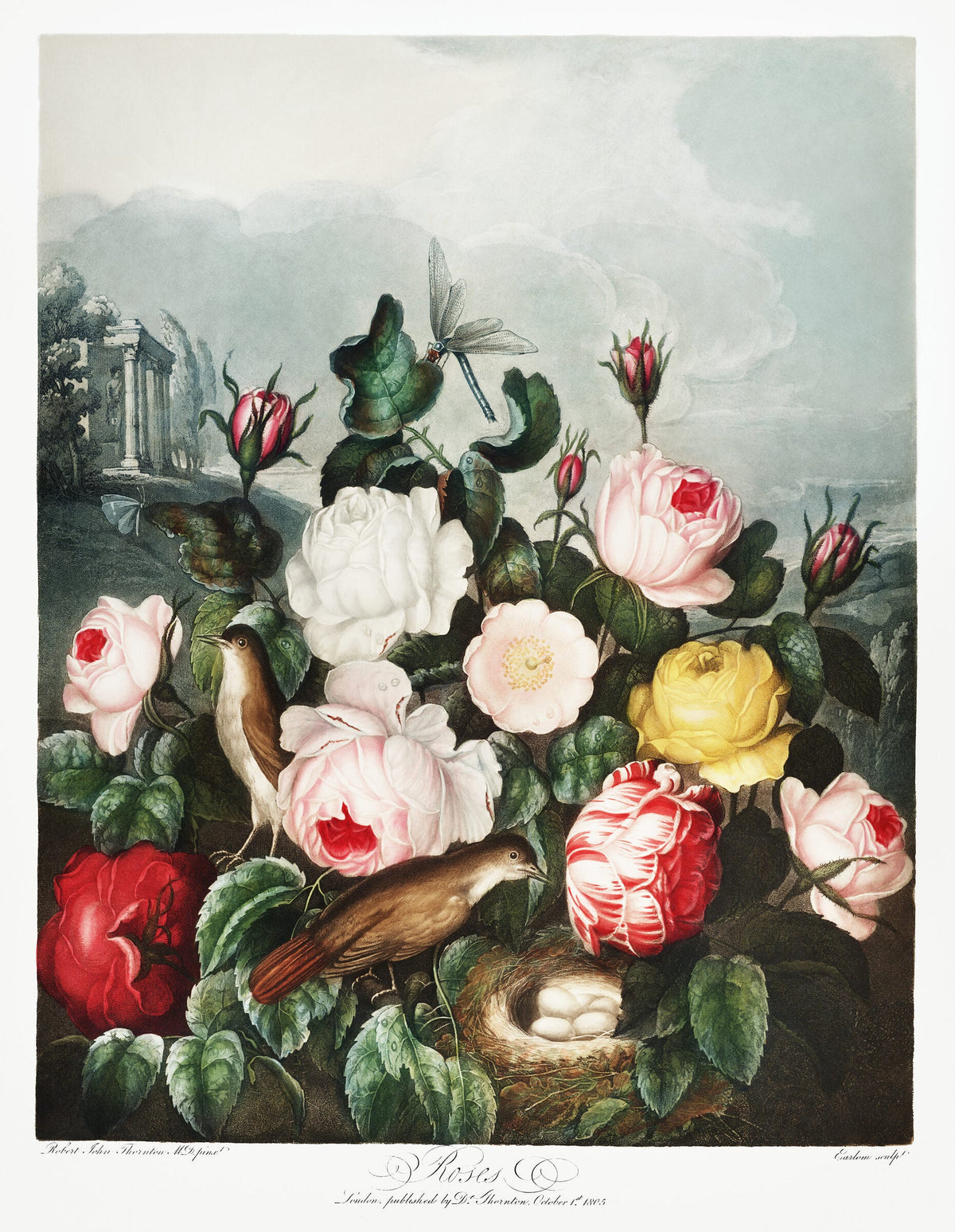 Roses — Robert John Thornton