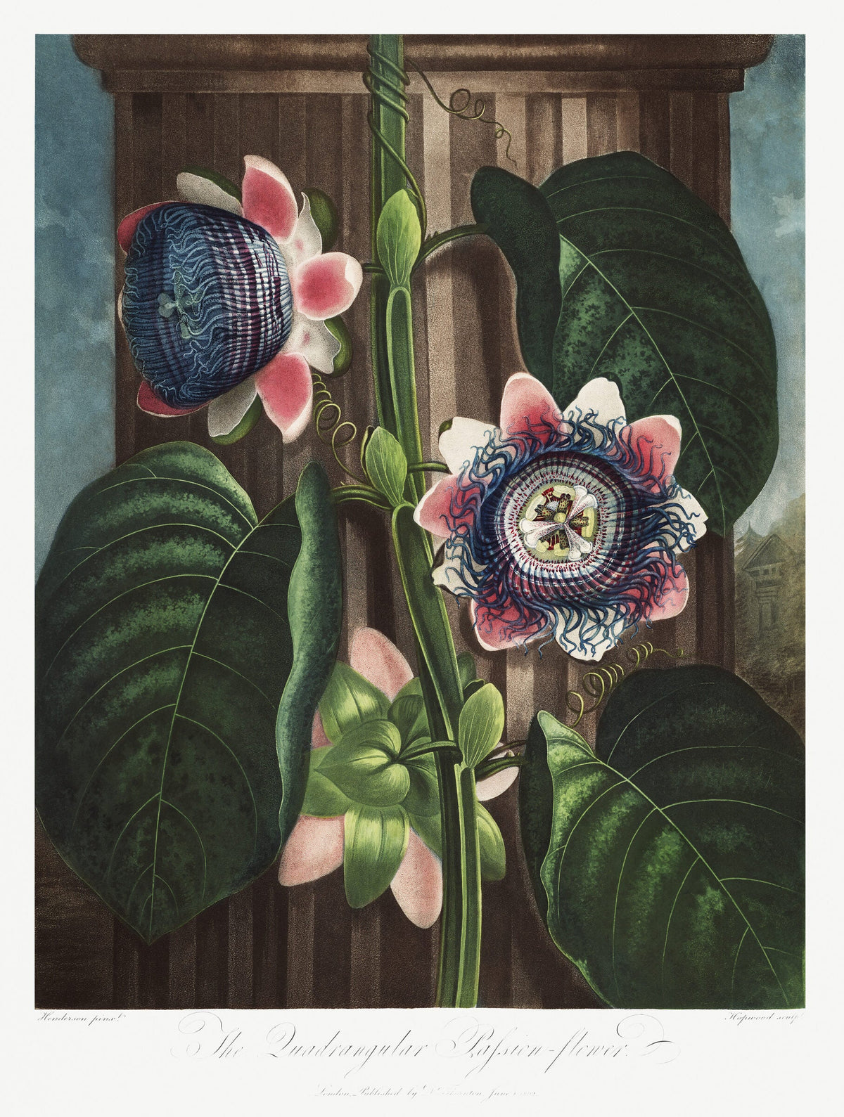 The Quadrangular Passion Flower — Robert John Thornton