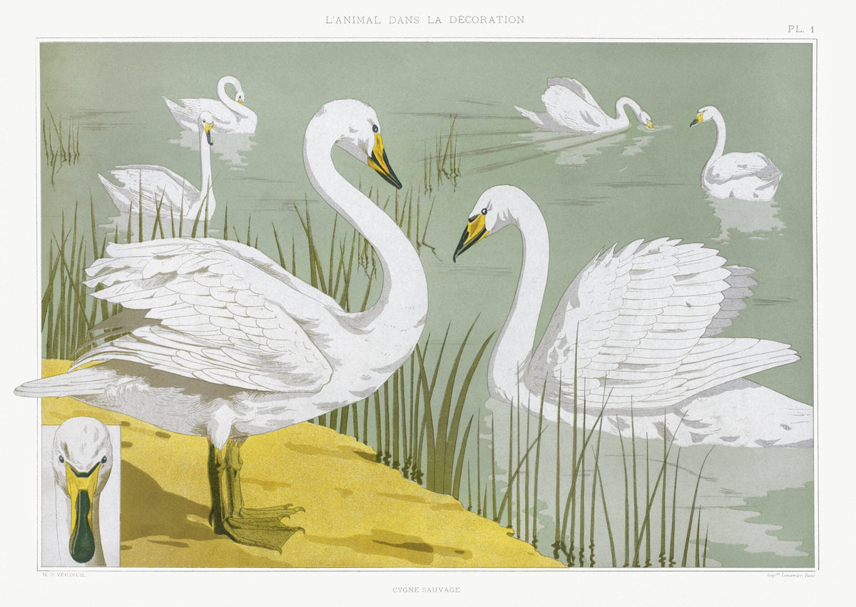 Cygne sauvage — Maurice Pillard Verneuil