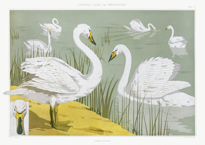 Cygne sauvage — Maurice Pillard Verneuil