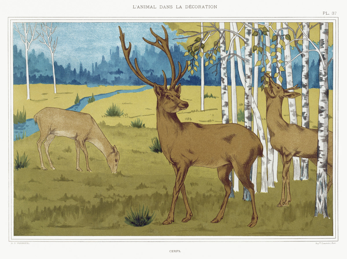 Cerfs — Maurice Pillard Verneuil