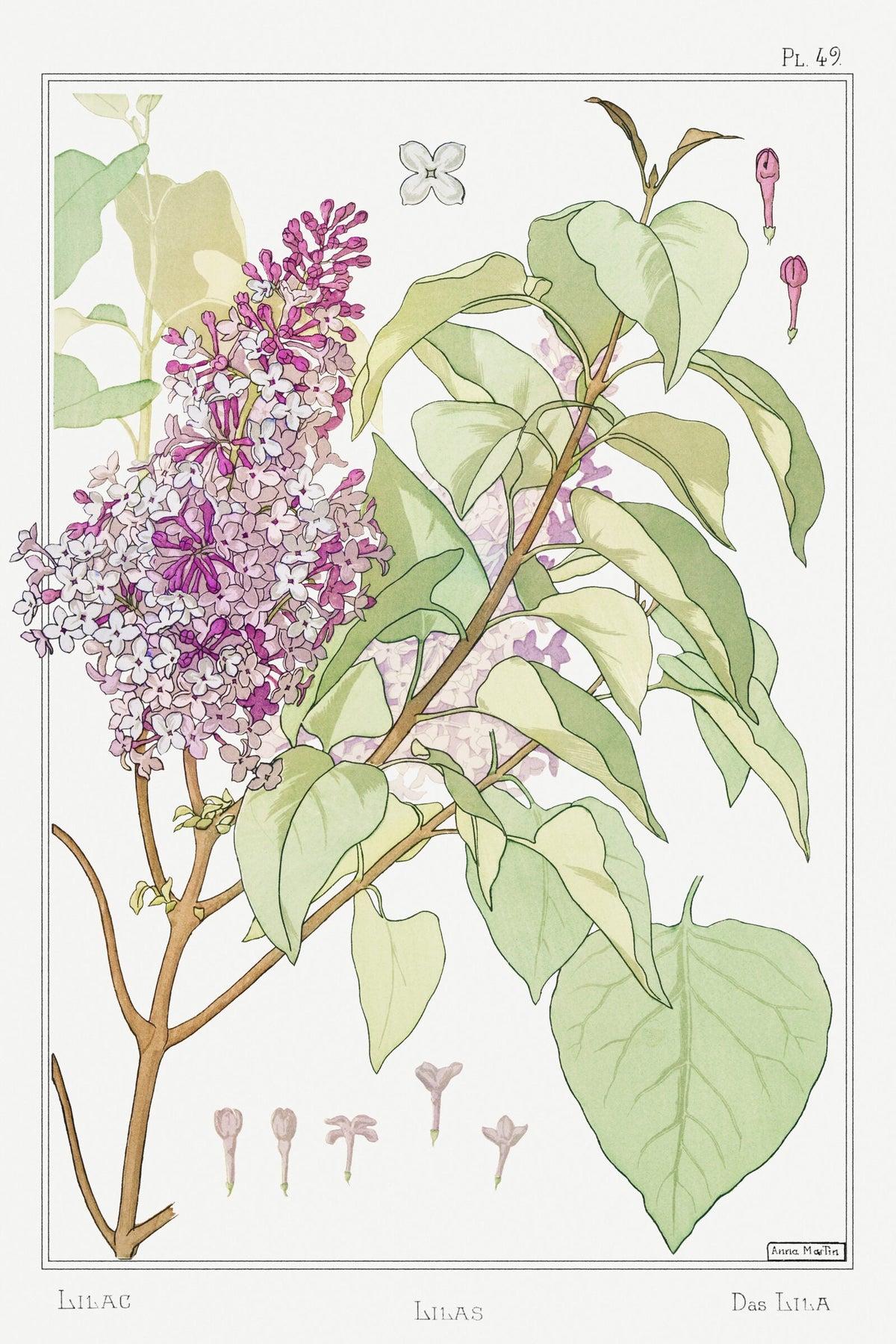 Lilas, the study — Maurice Pillard Verneuil