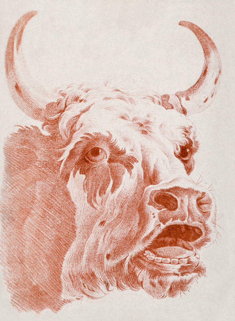 Head of a Cow — Louis-Marin Bonnet, after Jean-Baptiste Marie Huet