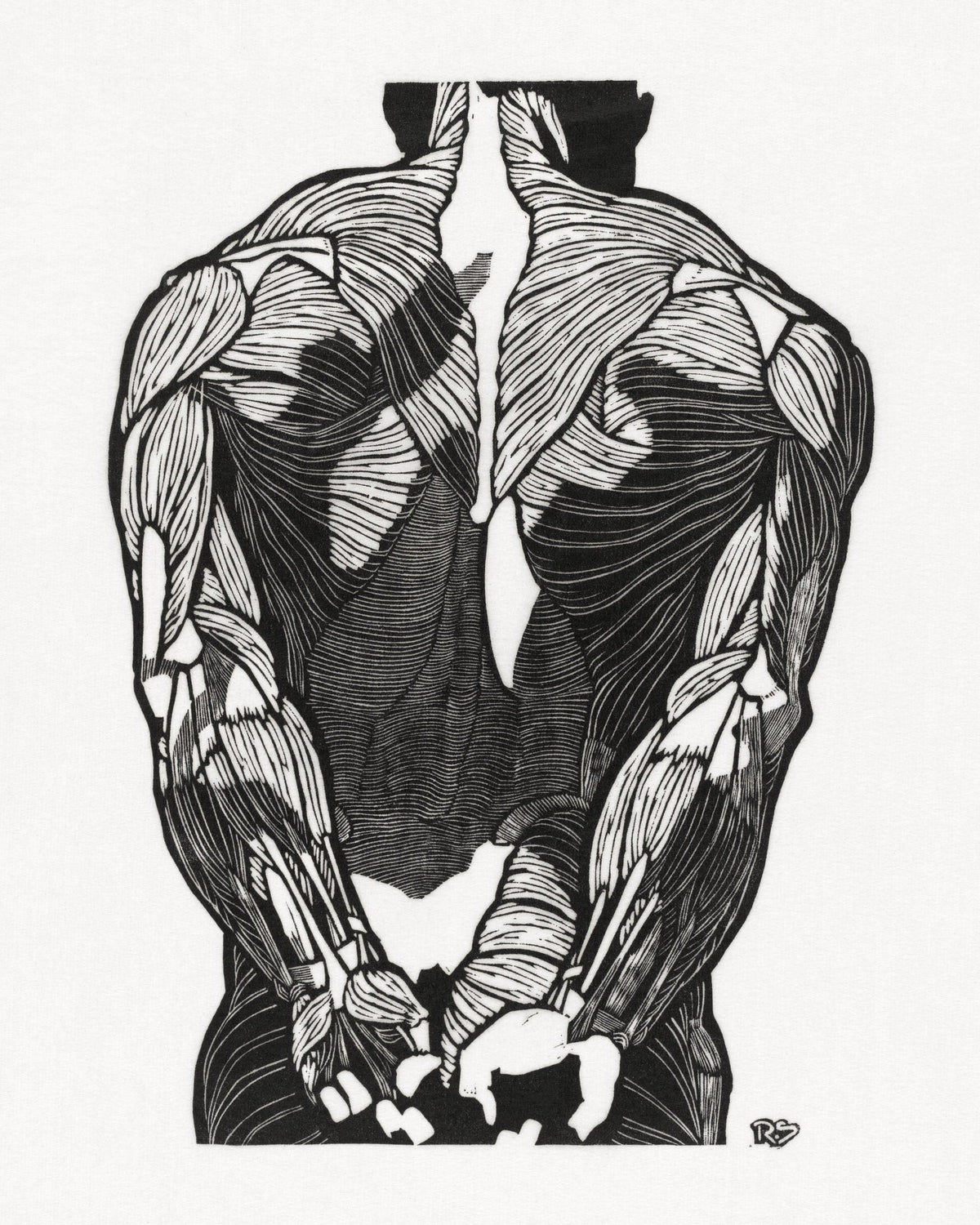 Anatomical study of a man's back muscles — Reijer Stolk