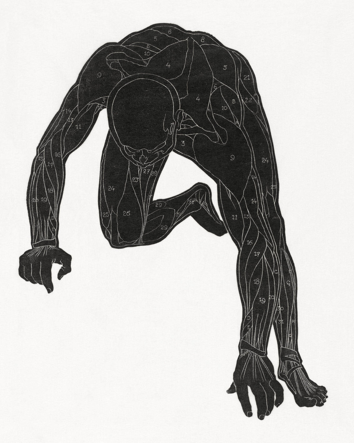 Anatomical study of a man's neck, arm and leg muscles — Reijer Stolk
