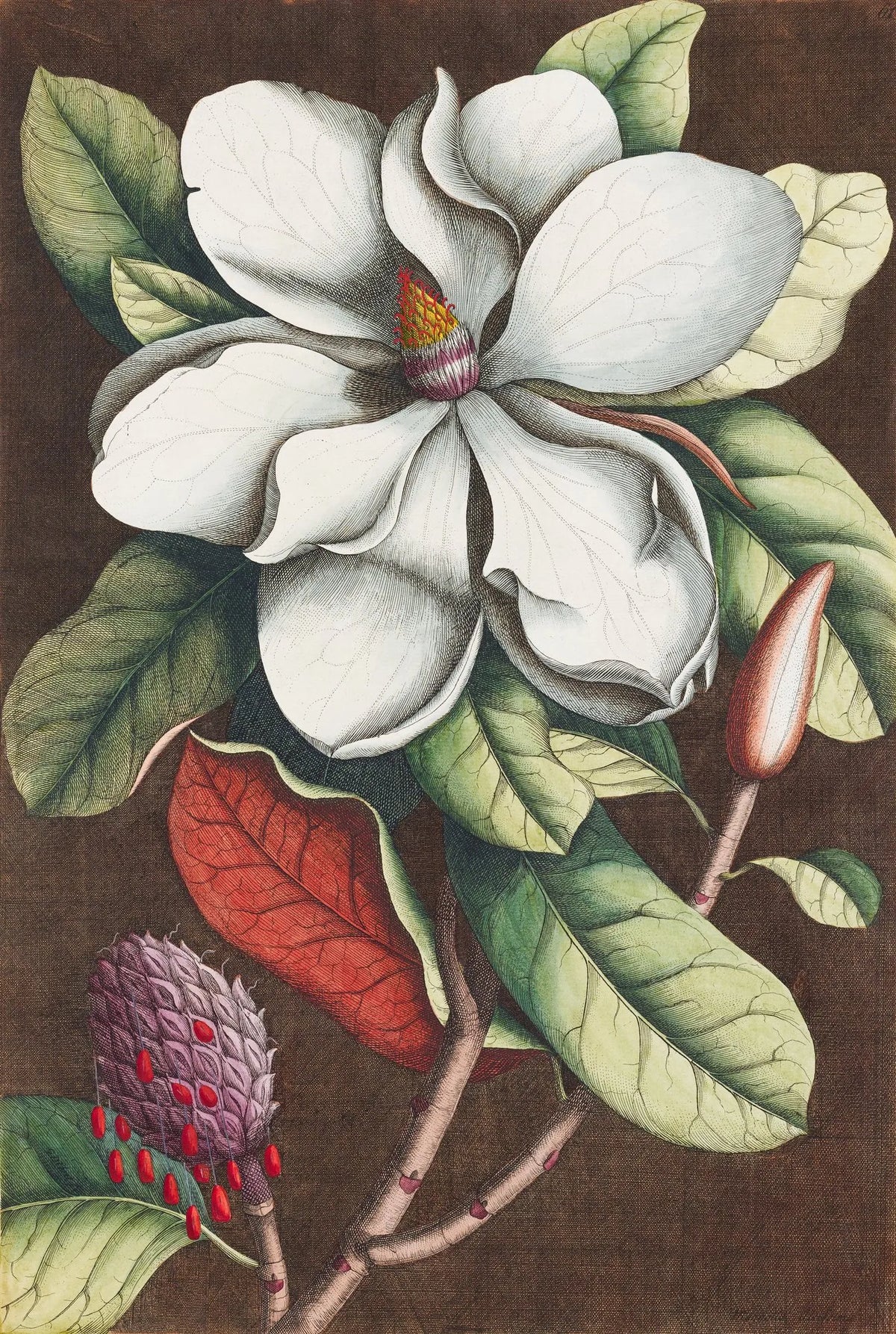 Magnolia grandiflora — Georg Dionysius Ehret