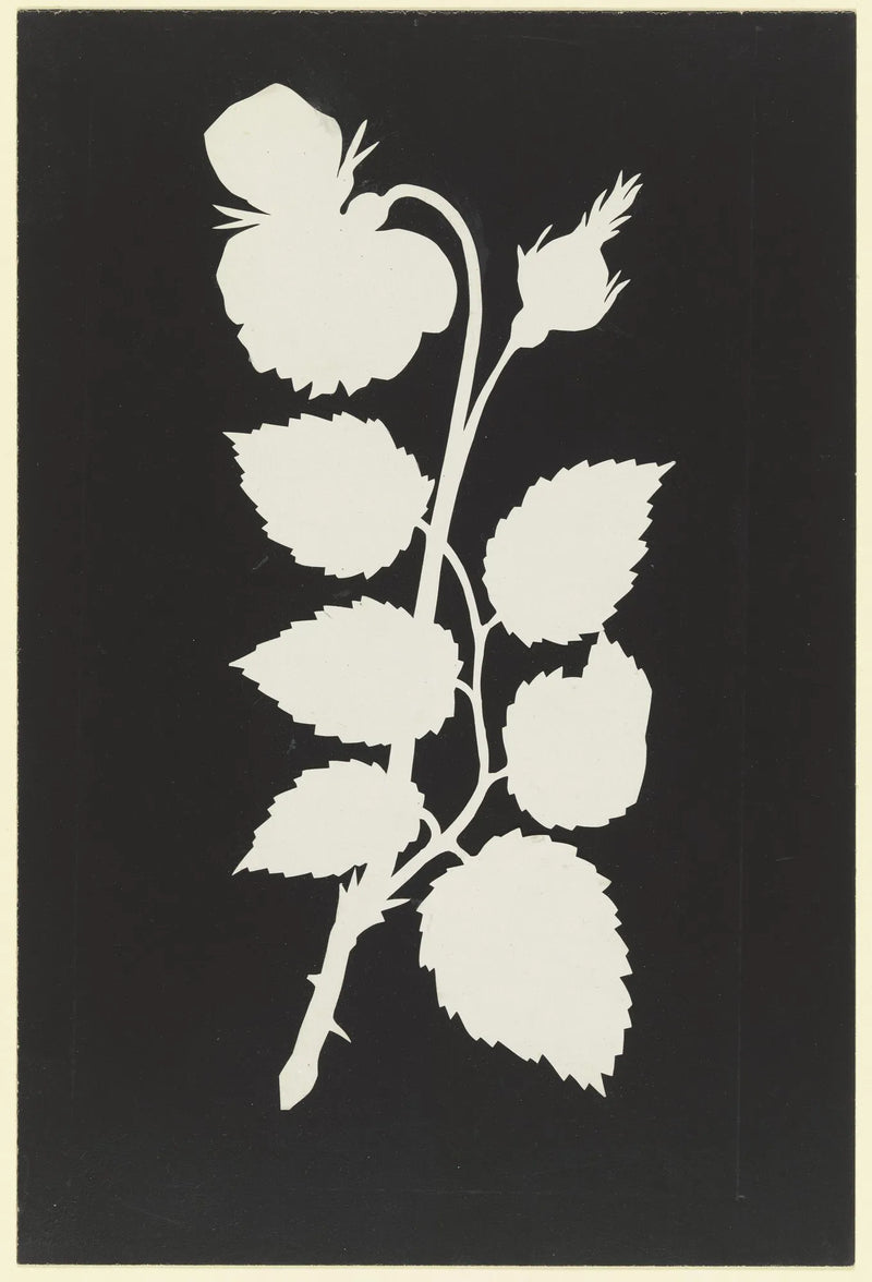 Rose — Philipp Otto Runge