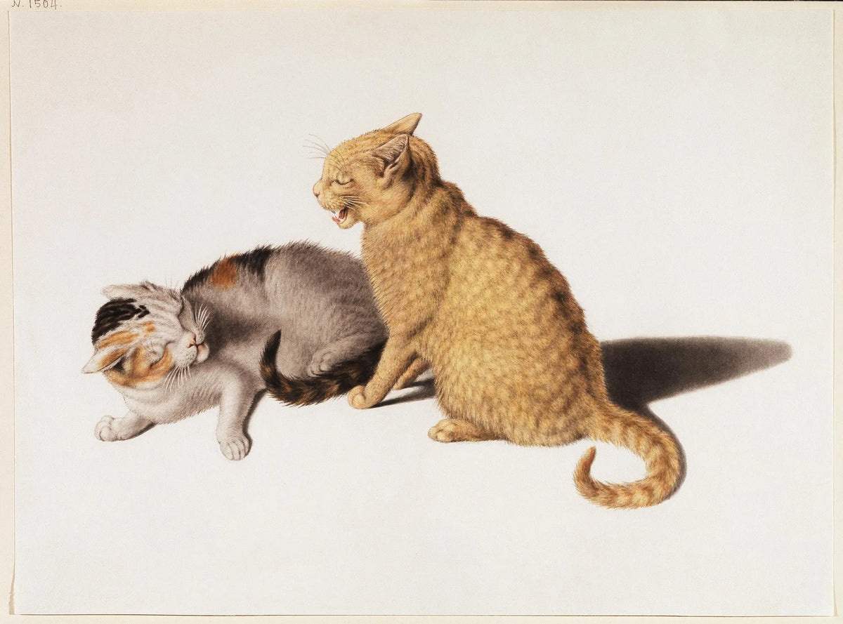 Two Young Cats in Conflict — Gottfried Mind