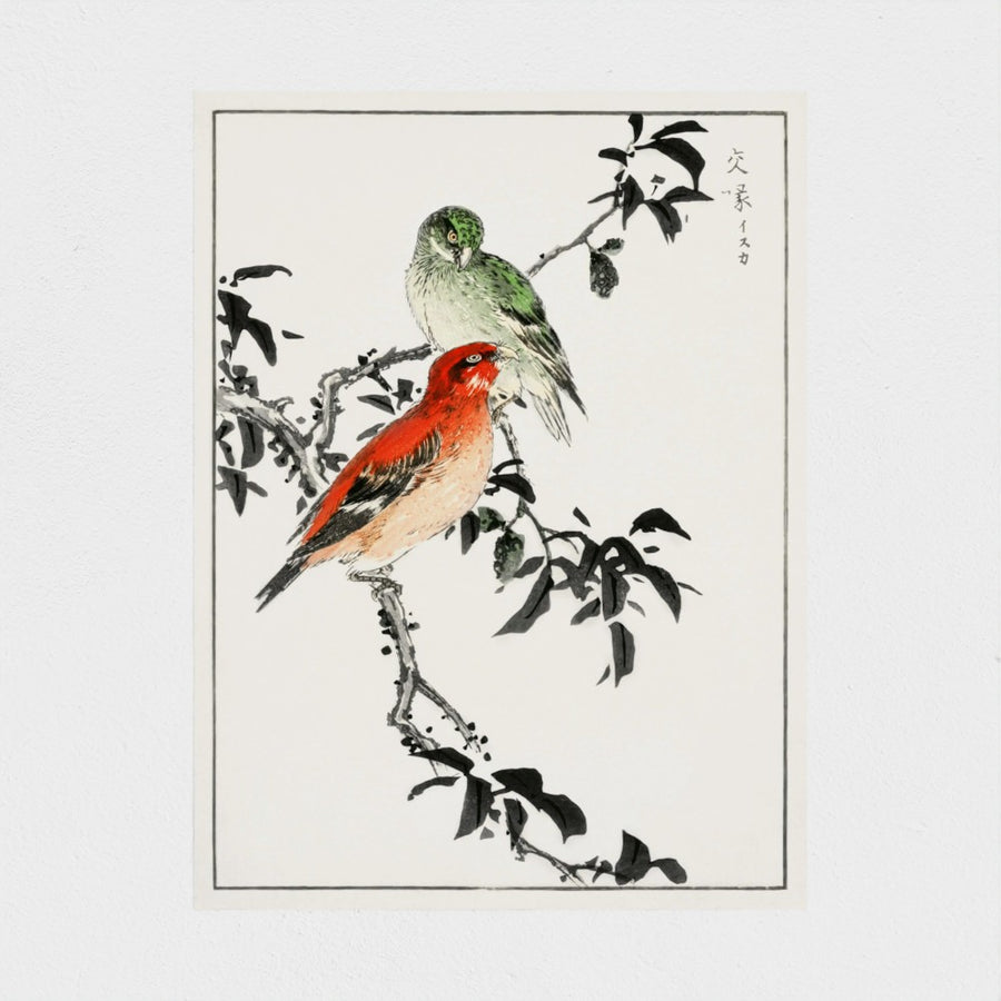 Crossbill illustration — unframed, front