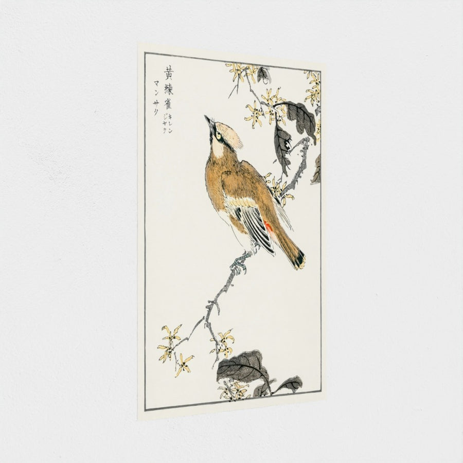 Eastern Waxwing illustration — unframed, at an angle