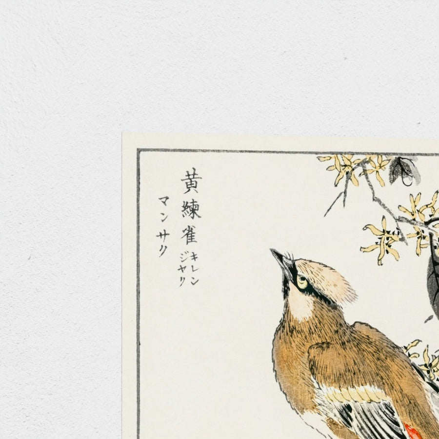 Eastern Waxwing illustration — unframed, corner detail