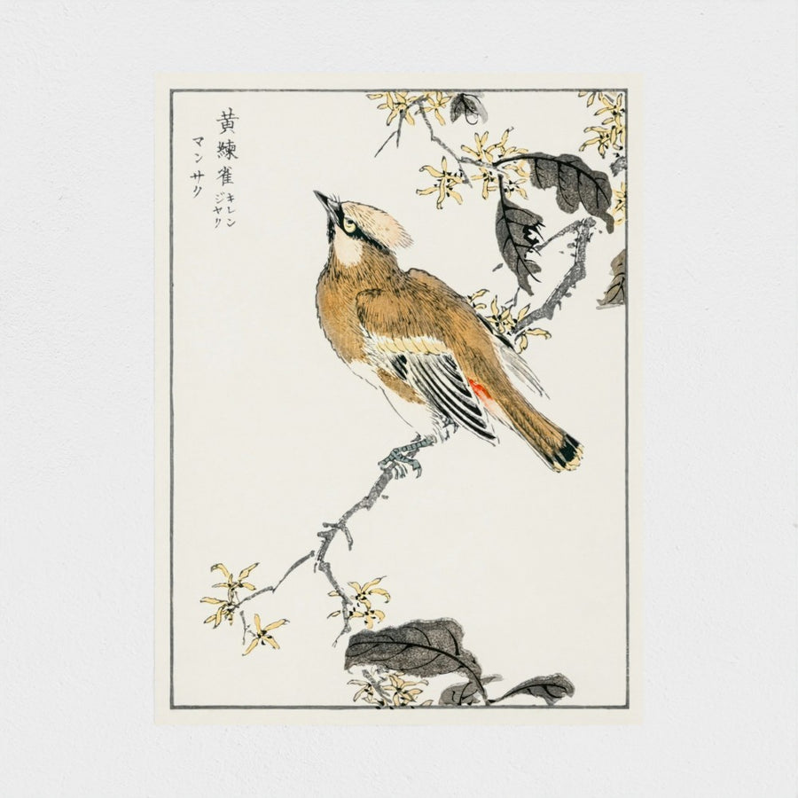 Eastern Waxwing illustration — unframed, front