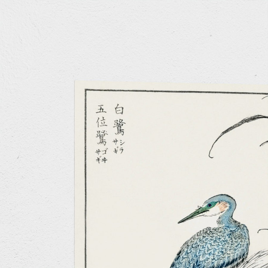 Night Heron and Little Egret illustration — unframed, corner detail