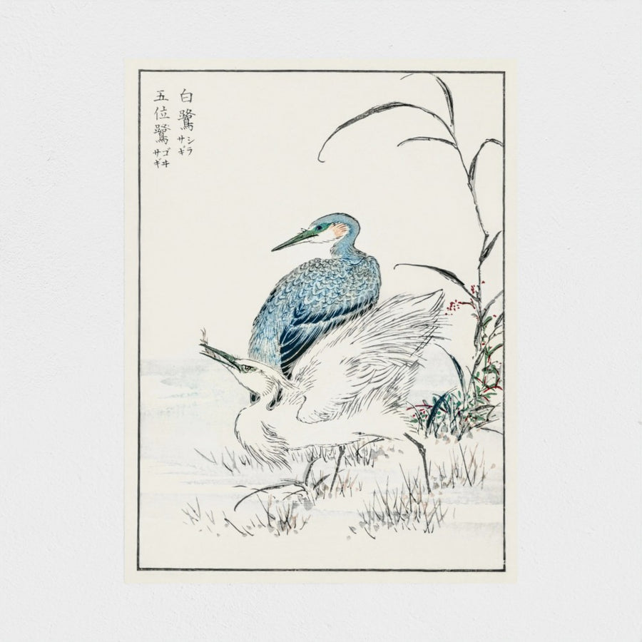 Night Heron and Little Egret illustration — unframed, front