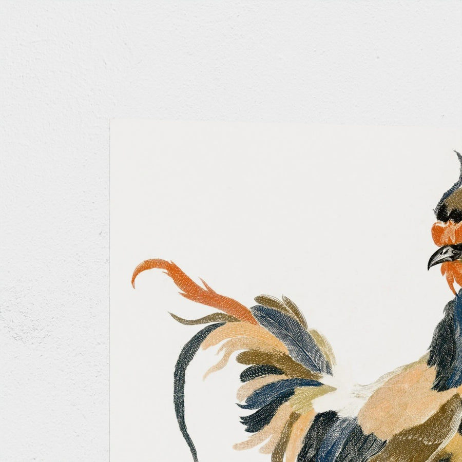 A Cock — unframed, corner detail