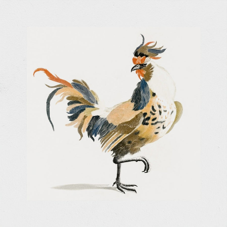 A Cock — unframed, front