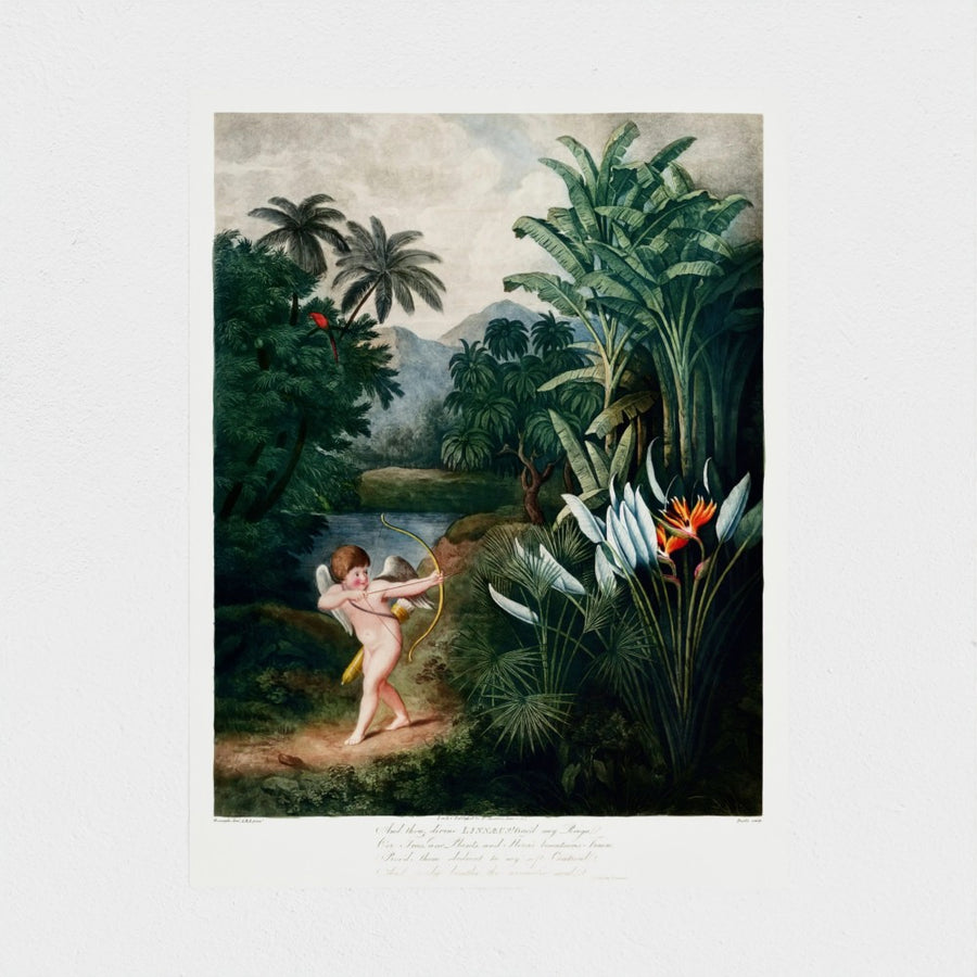 Cupid Inspiring Plants with Love — unframed, front