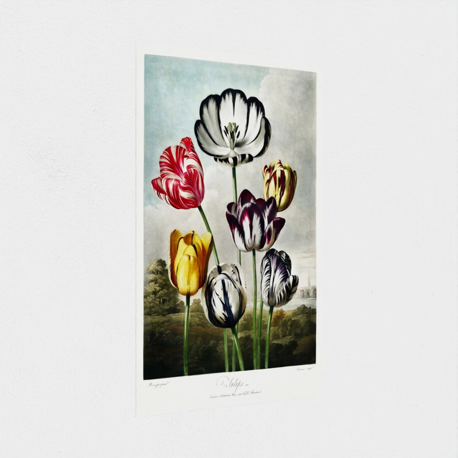 Tulips — unframed, at an angle
