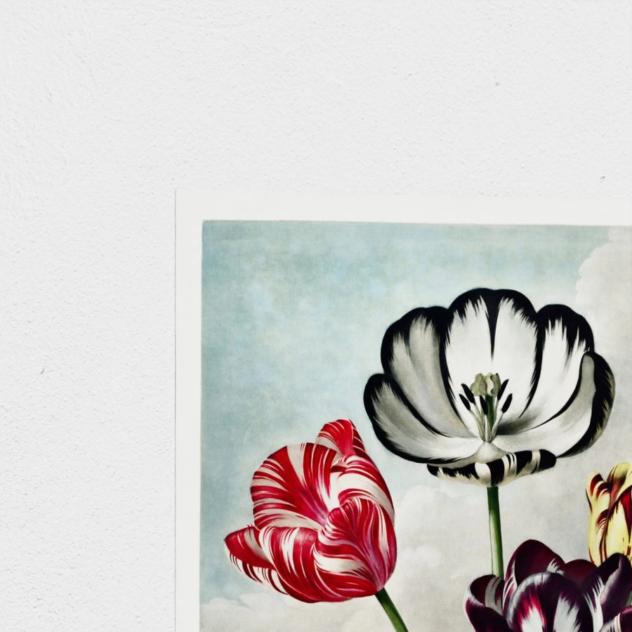 Tulips — unframed, corner detail