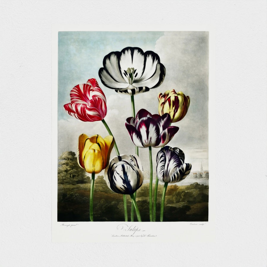 Tulips — unframed, front
