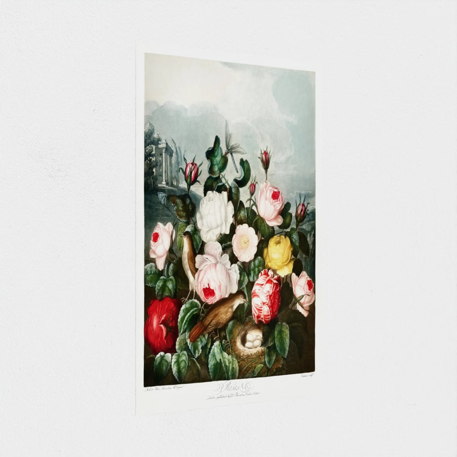 Roses — unframed, at an angle