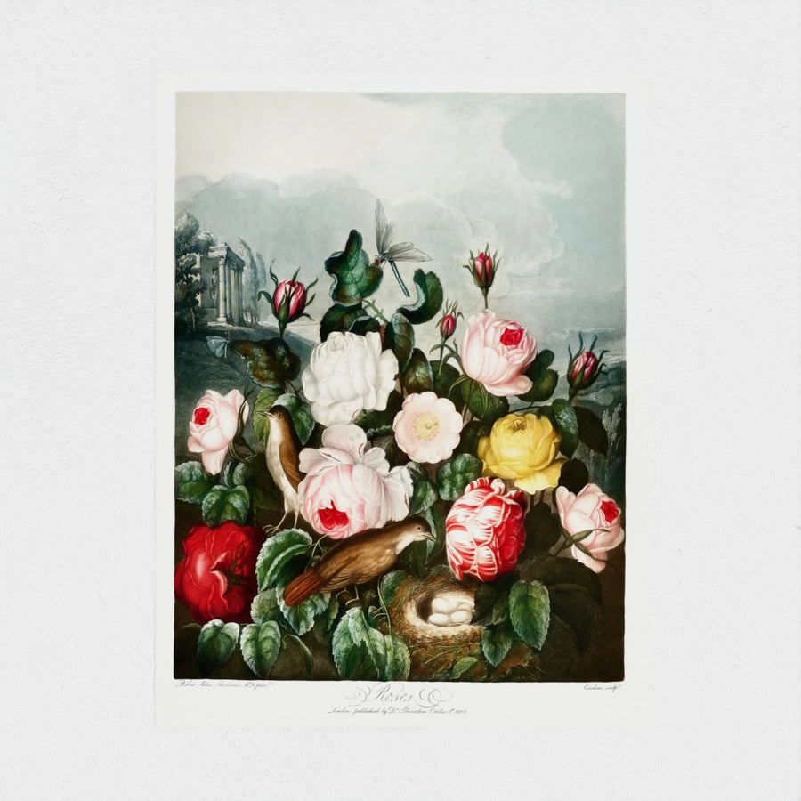 Roses — unframed, front