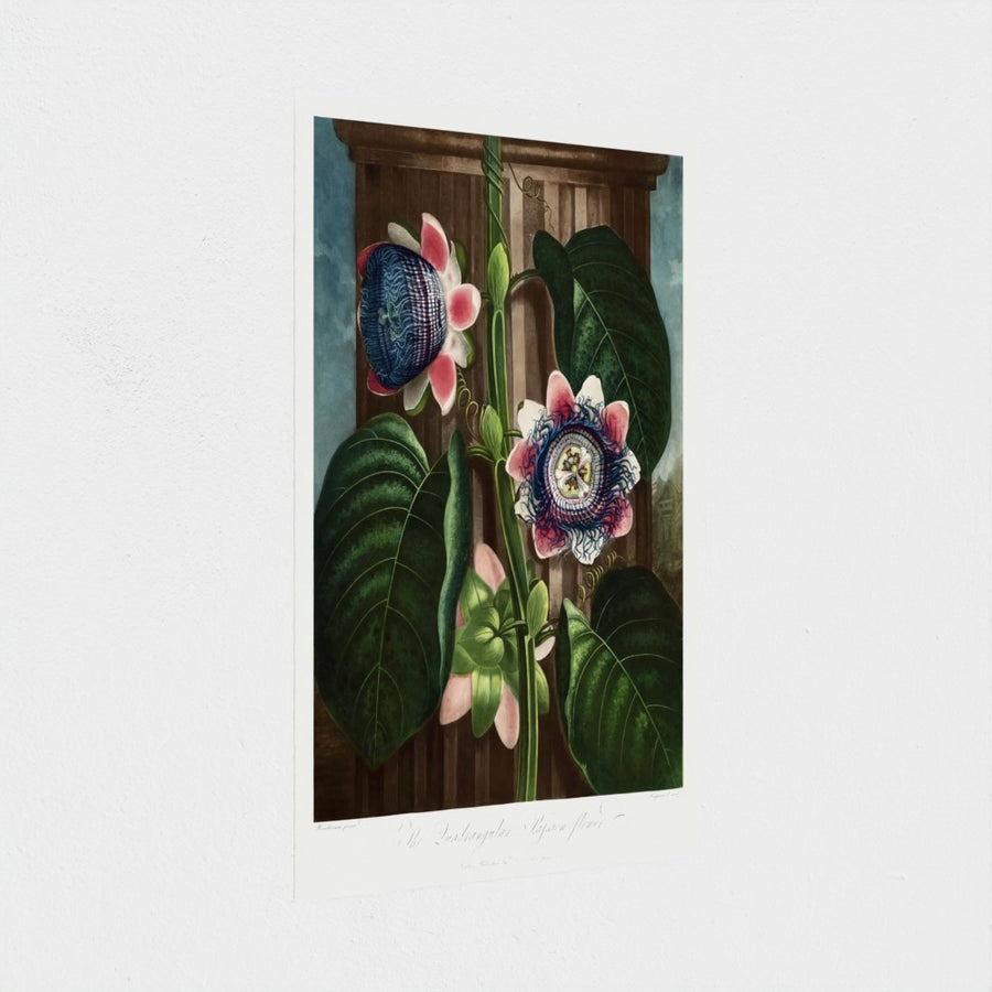 The Quadrangular Passion Flower — unframed, at an angle