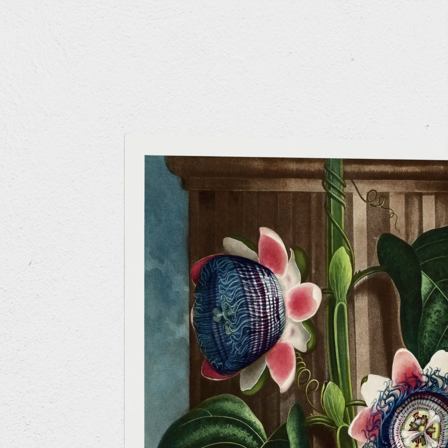 The Quadrangular Passion Flower — unframed, corner detail