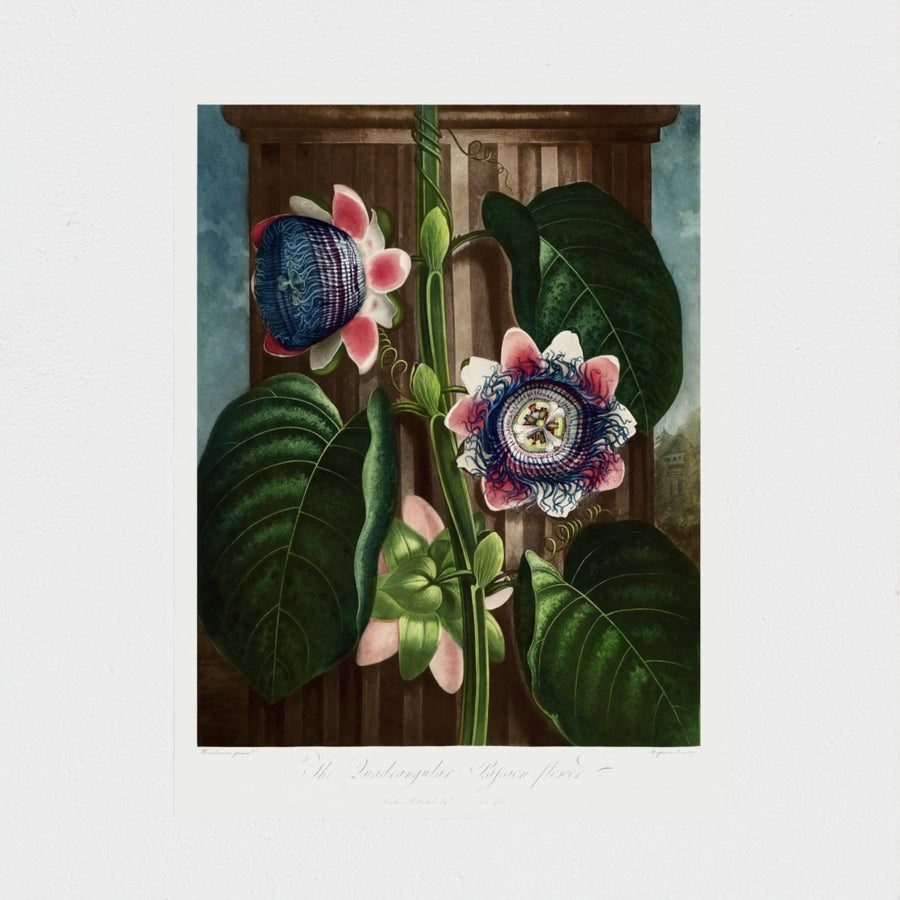 The Quadrangular Passion Flower — unframed, front