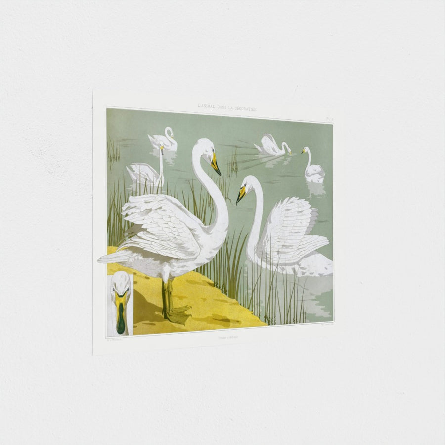 Cygne sauvage — unframed, at an angle