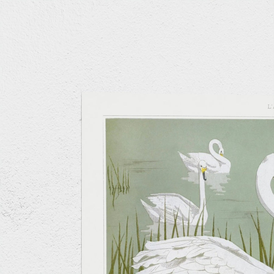 Cygne sauvage — unframed, corner detail